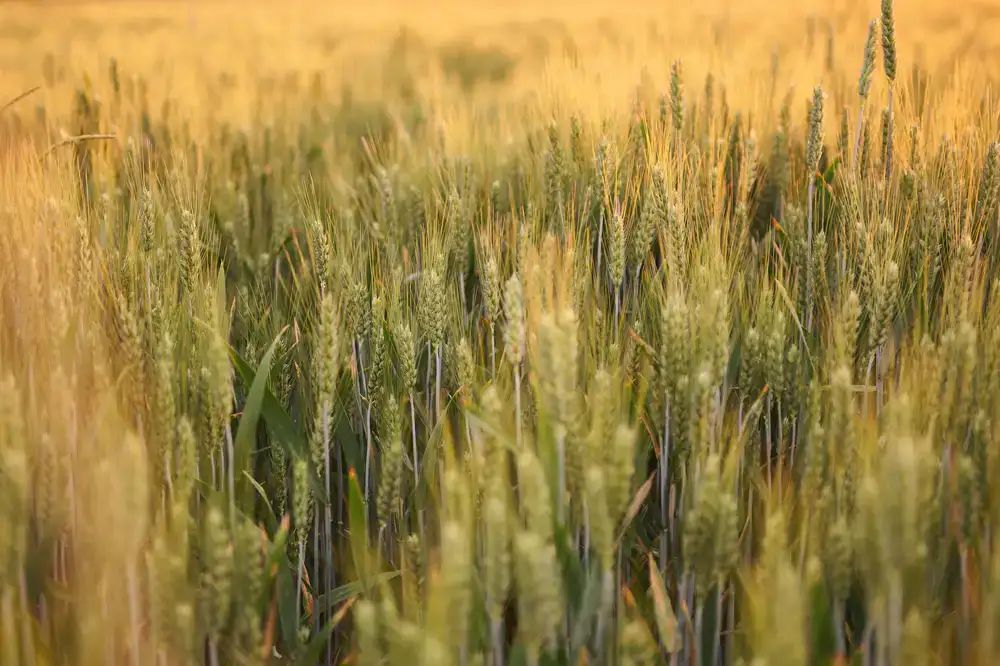 Brightly colored farm setup with stylized crops